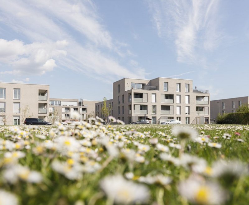 Urbanes Wohnen in Allmannsweiler Moderne Mehrfamilienhäuser in einer Wohnsiedlung, im Vordergrund eine Wiese mit vielen weißen Gänseblümchen unter einem blauen Himmel mit vereinzelten Wolken.